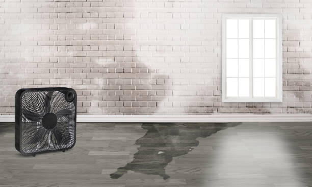 Best Water damage contractors near me  in Rollingwood, TX
